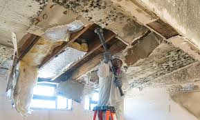 Professional Mold Inspection in Covelo, CA